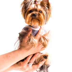 Chapa de Hueso para perro